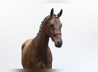Westphalian, Mare, 7 years, 16.1 hh, Brown