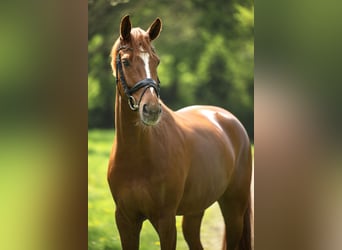 Westphalian, Mare, 7 years, 16.1 hh, Chestnut-Red