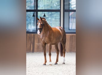 Westphalian, Mare, 7 years, 16,1 hh, Chestnut-Red