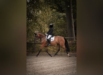 Westphalian, Mare, 7 years, 16.1 hh