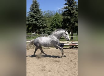 Westphalian, Mare, 7 years, 16.1 hh, Gray