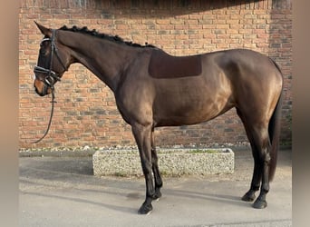 Westphalian, Mare, 7 years, 16.1 hh, Smoky-Black