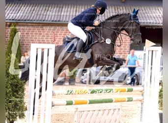 Westphalian, Mare, 7 years, 16,1 hh, Smoky-Black