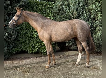 Westphalian, Mare, 7 years, 16.1 hh, Sorrel