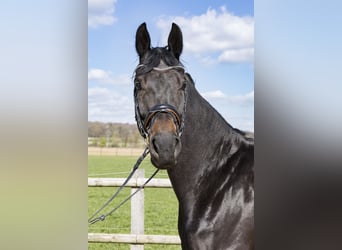 Westphalian, Mare, 7 years, 16.2 hh, Bay-Dark