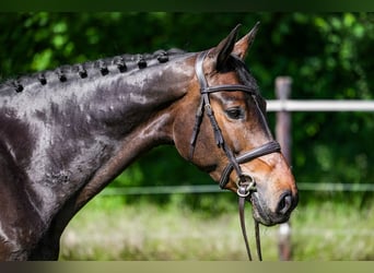 Westphalian, Mare, 7 years, 16.2 hh, Bay-Dark