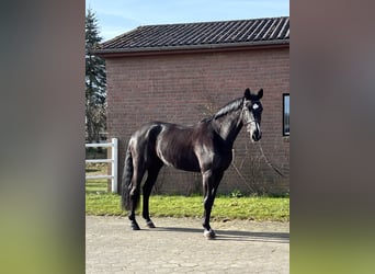 Westphalian, Mare, 7 years, 16.2 hh, Black