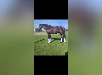 Westphalian, Mare, 7 years, 16.2 hh, Brown