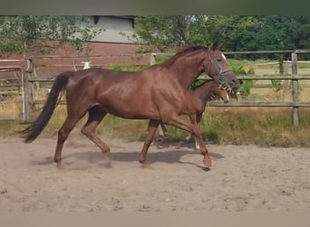 Westphalian, Mare, 7 years, 16.2 hh, Chestnut-Red