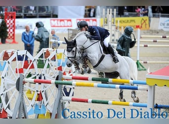 Westphalian, Mare, 7 years, 16.2 hh, Grey