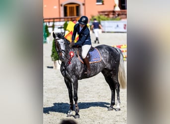 Westphalian, Mare, 7 years, 16.2 hh, Grey