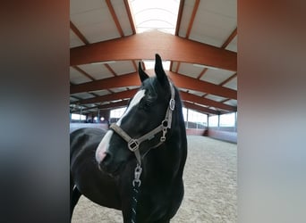 Westphalian, Mare, 7 years, 16,2 hh, Smoky-Black