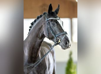 Westphalian, Mare, 7 years, 16,2 hh, Smoky-Black