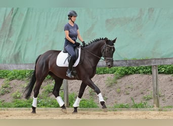 Westphalian, Mare, 7 years, 16.3 hh, Black