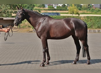Westphalian, Mare, 7 years, 16.3 hh, Black