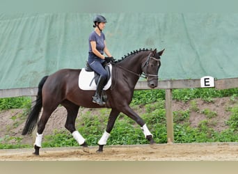 Westphalian, Mare, 7 years, 16.3 hh, Black