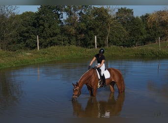 Westphalian, Mare, 7 years, 16.3 hh, Chestnut