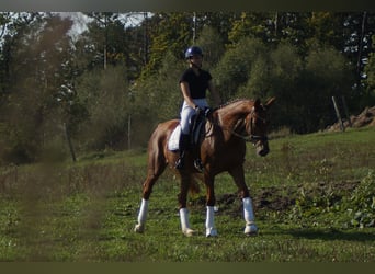 Westphalian, Mare, 7 years, 16.3 hh, Chestnut