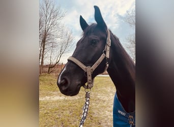 Westphalian, Mare, 7 years, 16 hh, Black