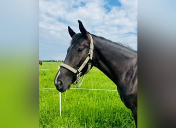 Westphalian, Mare, 7 years, 16 hh, Black