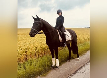 Westphalian, Mare, 7 years, 16 hh, Black