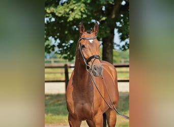 Westphalian, Mare, 7 years, 16 hh, Brown