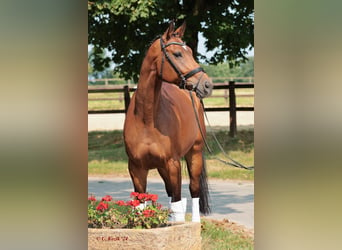 Westphalian, Mare, 7 years, 16 hh, Brown