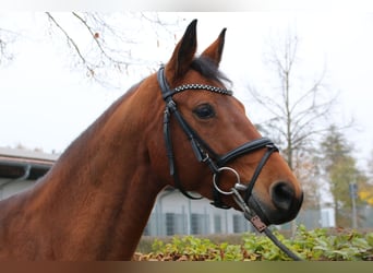 Westphalian, Mare, 7 years, 16 hh, Brown