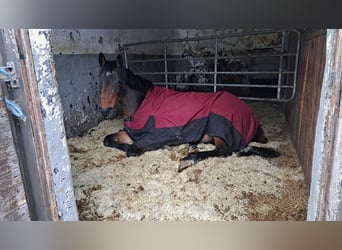 Westphalian, Mare, 7 years, 16 hh, Brown