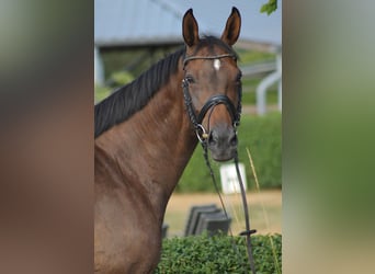Westphalian, Mare, 7 years, 16 hh, Brown