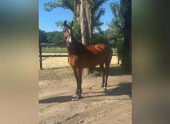 Westphalian, Mare, 7 years, 16 hh, Brown