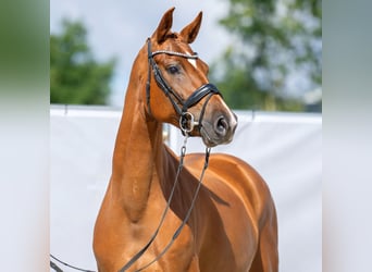 Westphalian, Mare, 7 years, 16 hh, Chestnut-Red