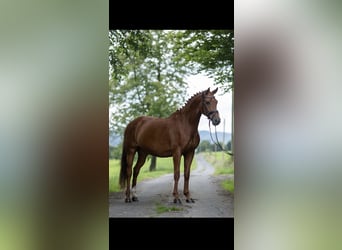 Westphalian, Mare, 7 years, 16 hh, Chestnut-Red