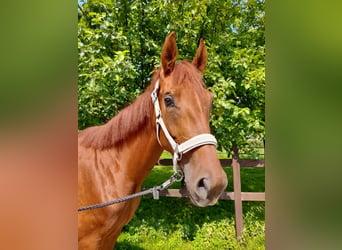 Westphalian, Mare, 7 years, 16 hh, Chestnut-Red