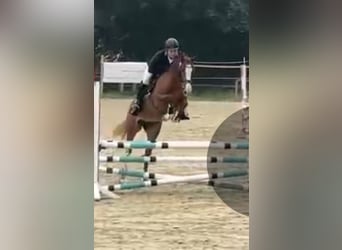 Westphalian, Mare, 7 years, 16 hh, Chestnut-Red