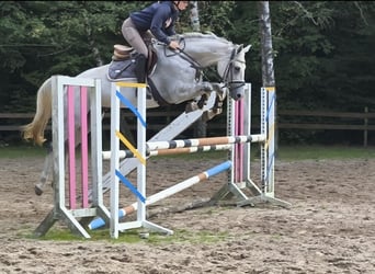 Westphalian, Mare, 7 years, 16 hh, Grey