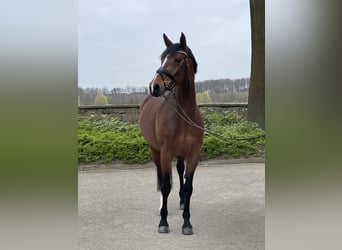 Westphalian, Mare, 7 years, 16,1 hh, Brown