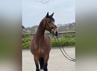 Westphalian, Mare, 7 years, 16,1 hh, Brown