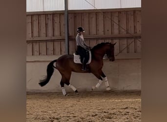 Westphalian, Mare, 7 years, 16,1 hh, Brown