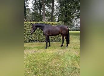 Westphalian, Mare, 7 years, 16,1 hh, Brown