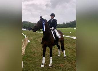 Westphalian, Mare, 7 years, 16,1 hh, Brown