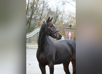 Westphalian, Mare, 7 years, 16,1 hh, Brown