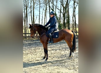 Westphalian, Mare, 7 years, 16,1 hh, Brown