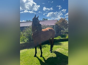 Westphalian, Mare, 7 years, 16,1 hh, Brown