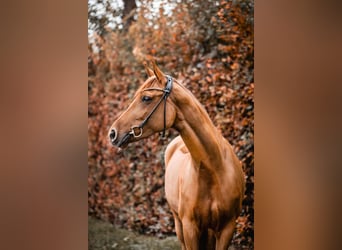 Westphalian, Mare, 7 years, 16,1 hh, Chestnut-Red