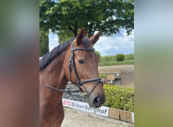 Westphalian, Mare, 7 years, 16,1 hh, Chestnut