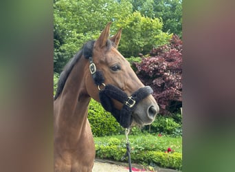 Westphalian, Mare, 7 years, 16,1 hh, Chestnut