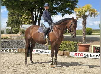 Westphalian, Mare, 7 years, 16,1 hh, Chestnut