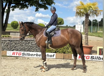 Westphalian, Mare, 7 years, 16,1 hh, Chestnut