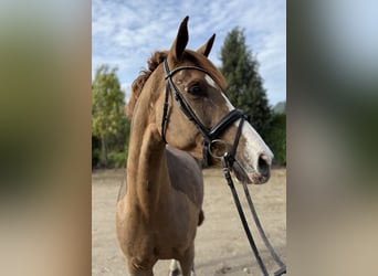 Westphalian, Mare, 7 years, 16,1 hh, Sorrel